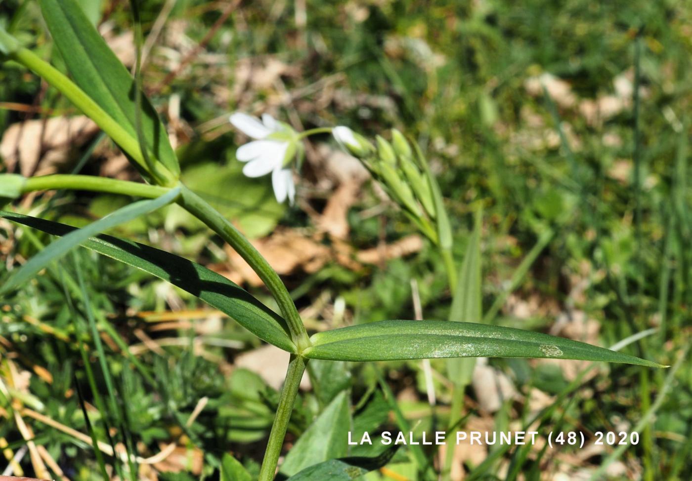 Stitchwort, Greater leaf